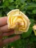 Madame E. Souffrain rose photo