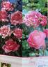 Tom Tom rose photo