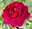Dakota Redwing rose photo