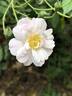 The Garland rose photo