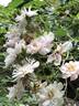 The Garland rose photo