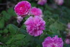 Jenny Duval rose photo