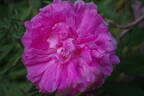 Jenny Duval rose photo