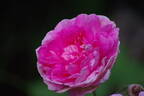 Jenny Duval rose photo