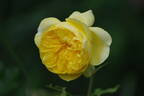 Happy Child rose photo