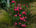 Lynnie rose photo