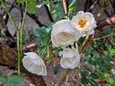 Michèle Morgan ® rose photo