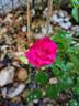 Toscana Balconia rose photo