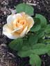 Yellow Queen Elizabeth rose photo