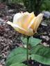 Yellow Queen Elizabeth rose photo
