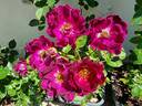 Route 66 rose photo
