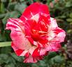 Philatelie rose photo