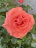 Tatton rose photo