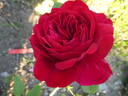 L. D. Braithwaite rose photo