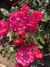 Catherine de Kerchove rose photo