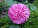 Baronesse rose photo