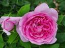 Madame Boll rose photo