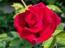 Papa Meilland ® rose photo