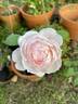 Chaucer rose photo