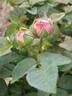 Madame Moser rose photo