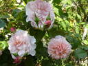 Rose de Tolbiac rose photo