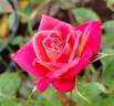 In Memory of Nathalie Jones rose photo