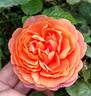 Safari rose photo
