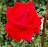 Star 2000 rose photo
