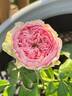 Senritsu rose photo