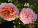 Pirouette ™ rose photo