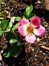 Violet Hour ™ rose photo