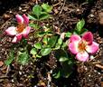 Violet Hour ™ rose photo