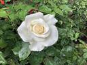 White Princess rose photo
