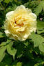 Age of Gold peony photo