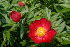 Scarlet O'Hara peony photo
