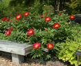 Scarlet O'Hara peony photo