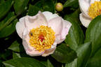 Requiem peony photo