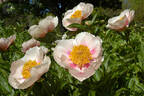 Athena peony photo