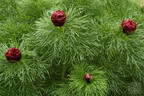 P. tenuifolia 'Plena' peony photo