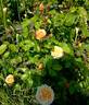 Lolabelle rose photo