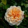 Lolabelle rose photo