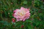 Belle Louise ® rose photo