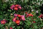 Apolline rose photo