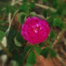 Louis Philippe rose photo