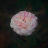 Belle Isis rose photo