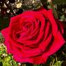 Rocket rose photo