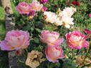 Recuerdo de Felio Camprubí rose photo