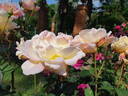 Recuerdo de Felio Camprubí rose photo