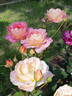 Recuerdo de Felio Camprubí rose photo
