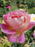 Recuerdo de Felio Camprubí rose photo
